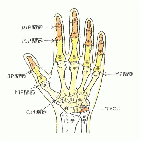 手指第一指節|【図解】手の指の骨の名前・関節まとめ！痛みや変形があるとど。